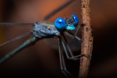 In daytime close-up photography, mung bean niang perched on the brown sticks
